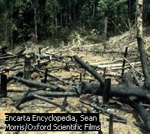 deforestation and its impact on environment