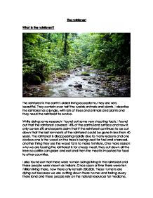 rainforest essay