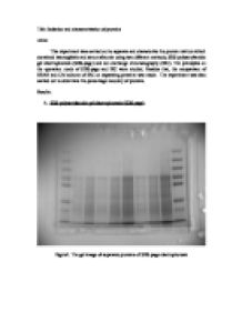 polyacrylamide gel electrophoresis lab report